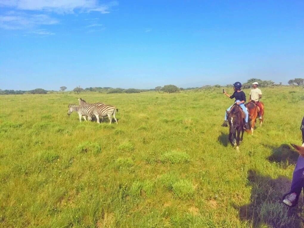 banghazi horse safari