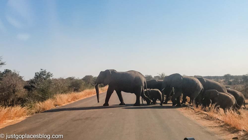 elephants crossing