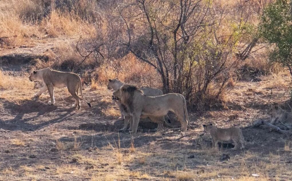 lions at pilantsburg national park