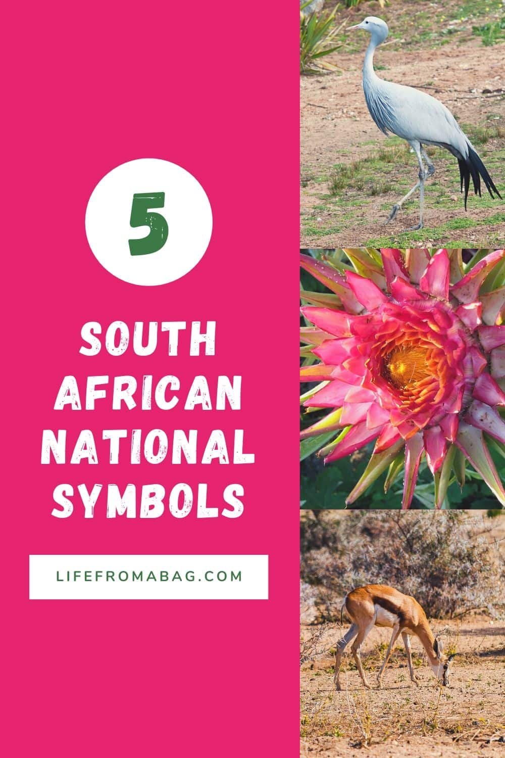 5 South African National Symbols