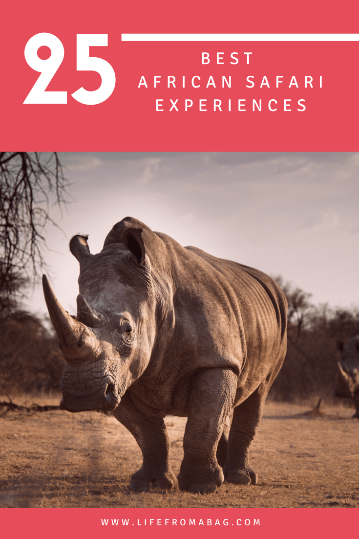 Best African Safari Experiences