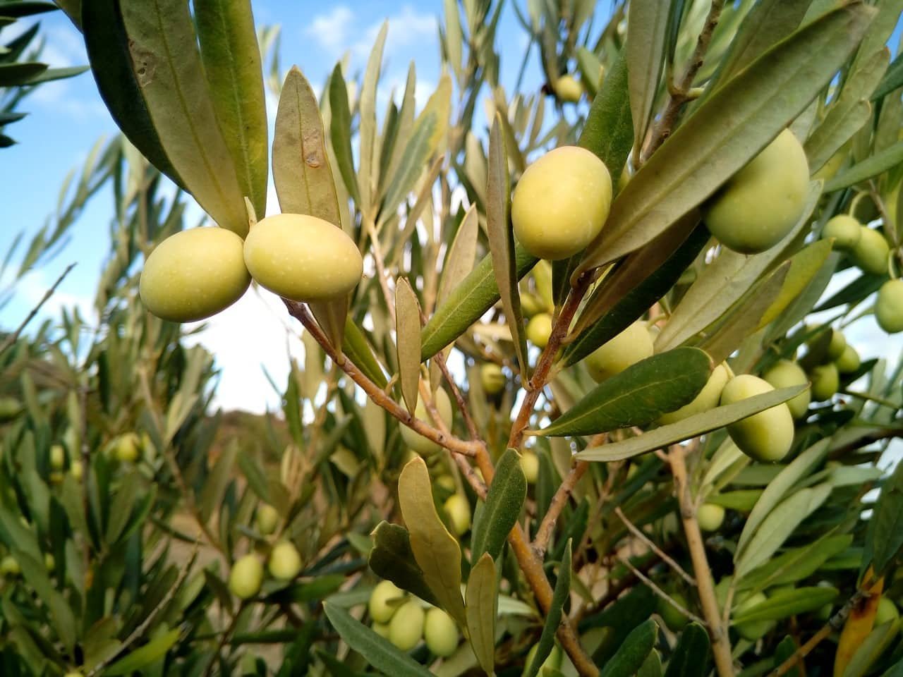 Olive Trees