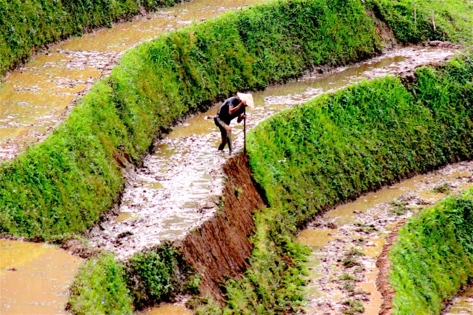 Saps-rice-field