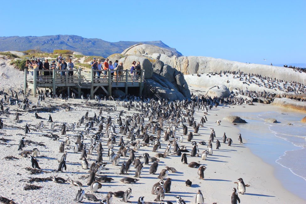 Penguins on the Beach