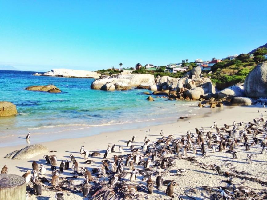 Penguins-simonstown