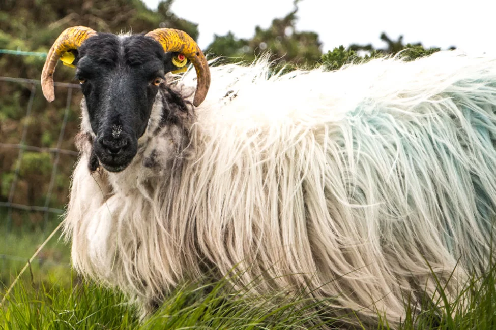 Ireland-Road-Mountain-Sheep