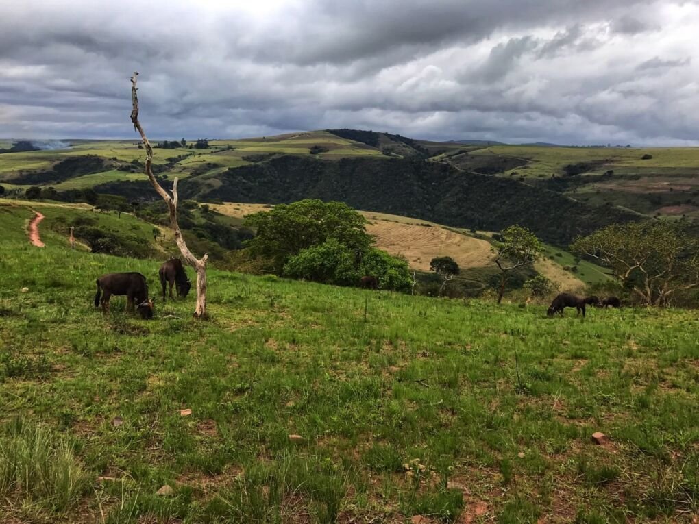 Gwahumbe Game Reserve and Spa, South Africa