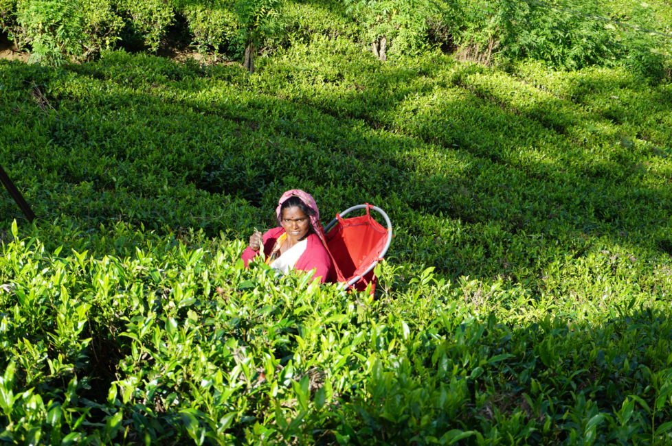 Women picking tea leaves