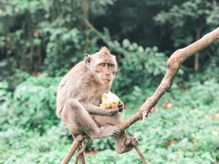 Monkey on tree