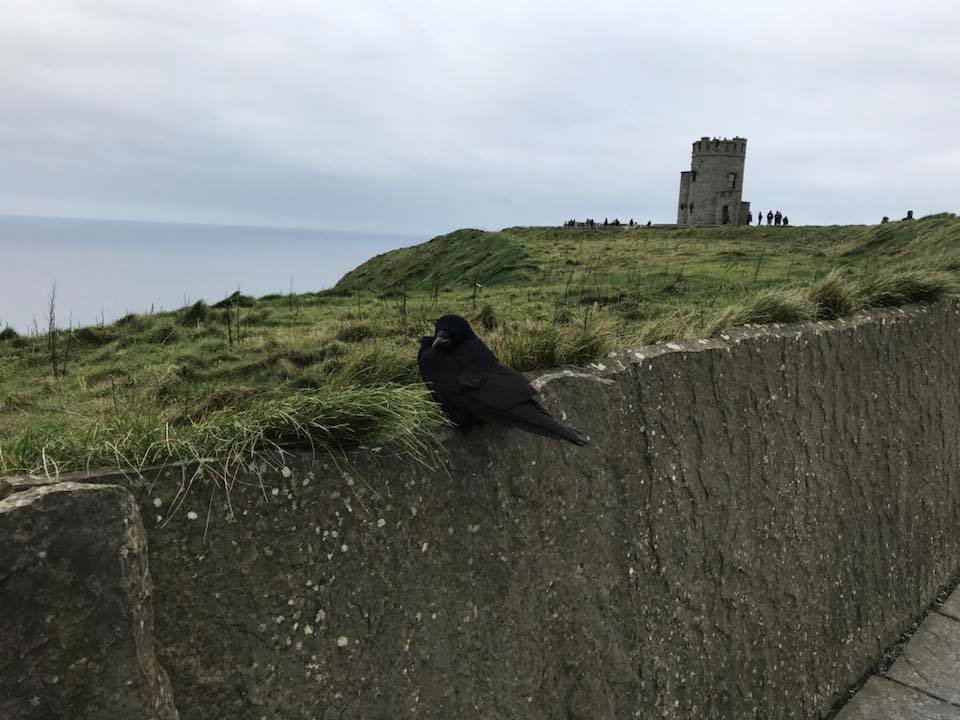 Bird Haven, Ireland