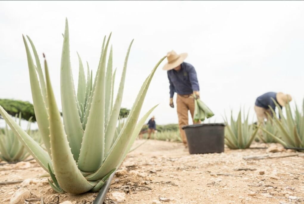 Things to do in Aruba