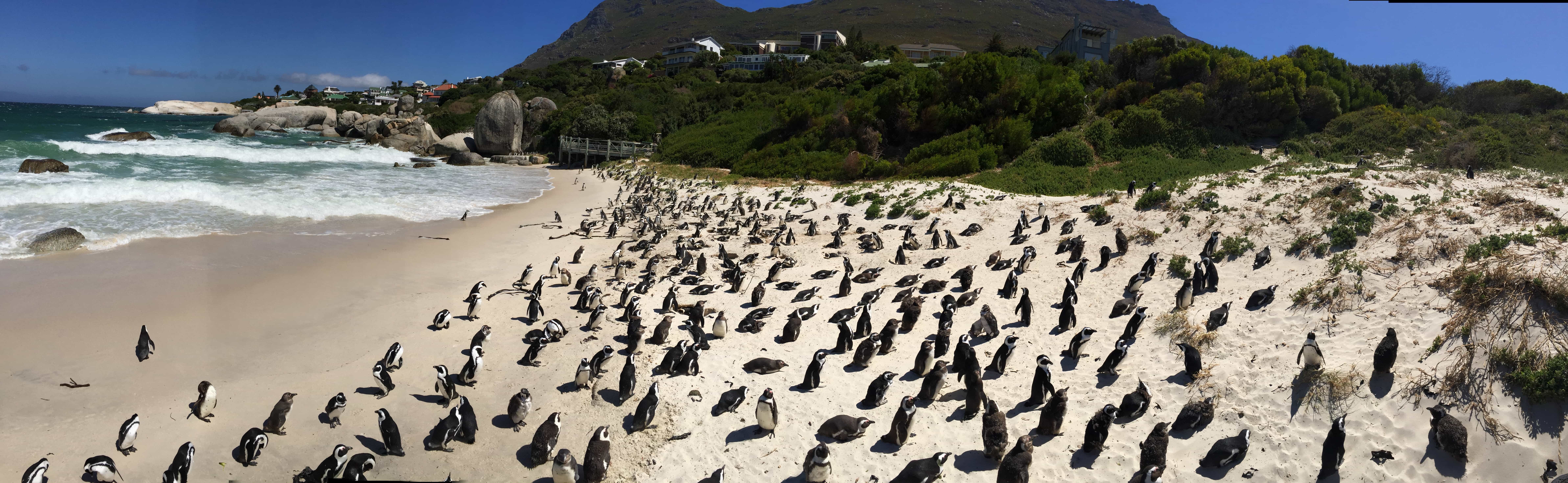 penguin beach in cape town