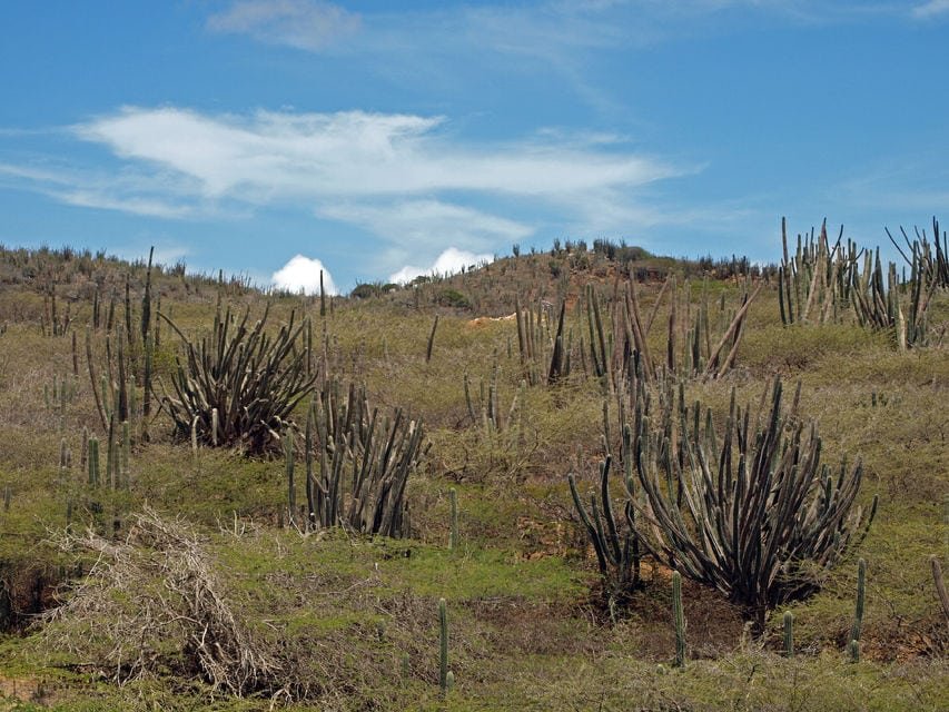 Things to do in Aruba