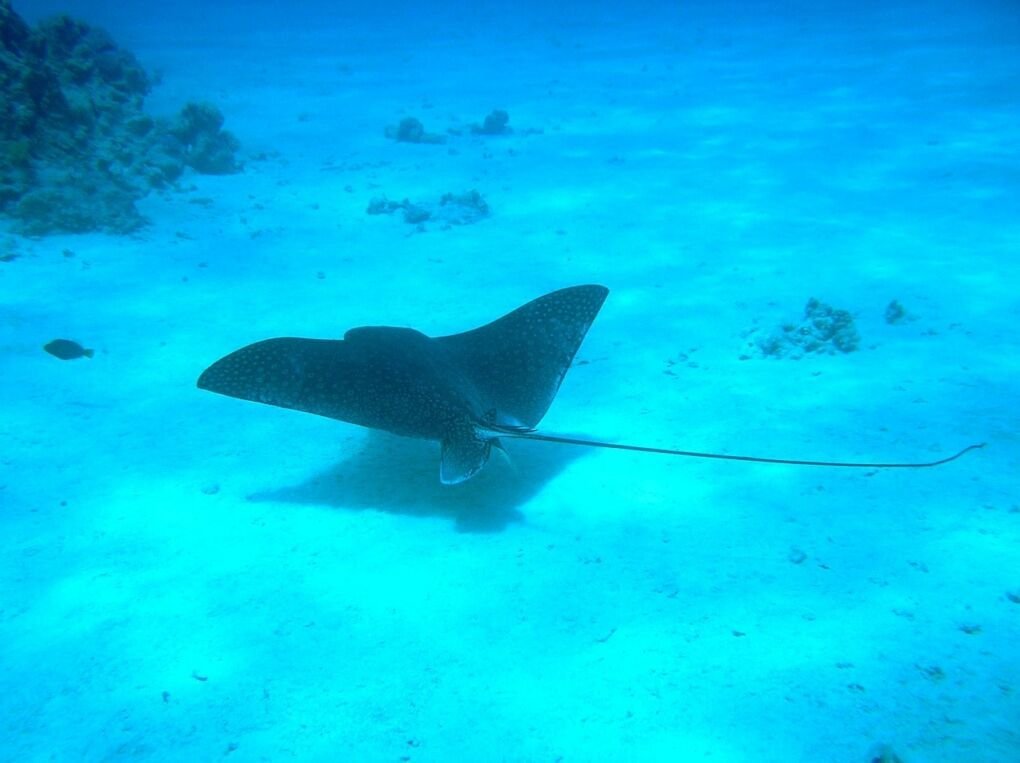 Nusa Penida Manta Rays