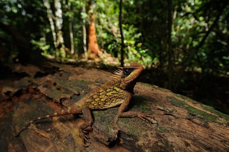 Safari in Asia