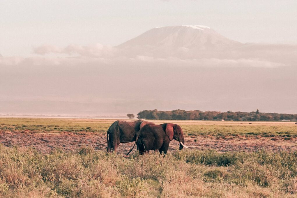 Best Safari Experiences in Africa