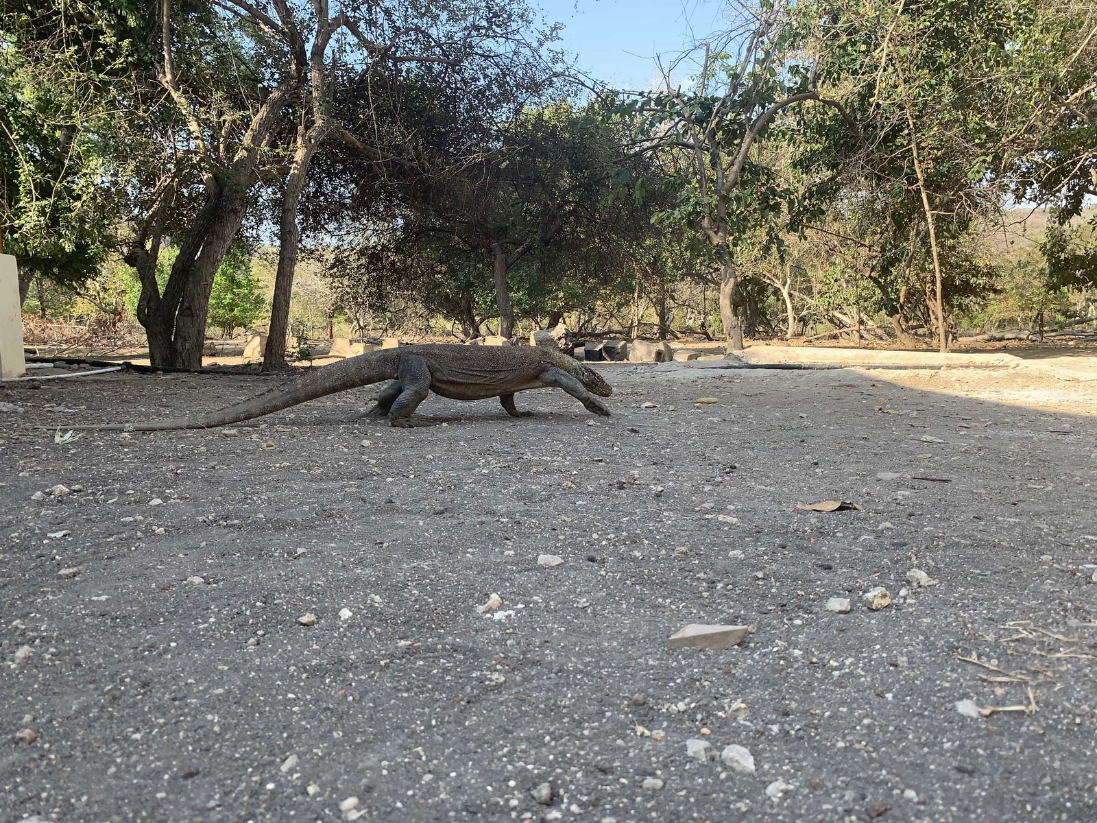 Komodo Island - Indonesia