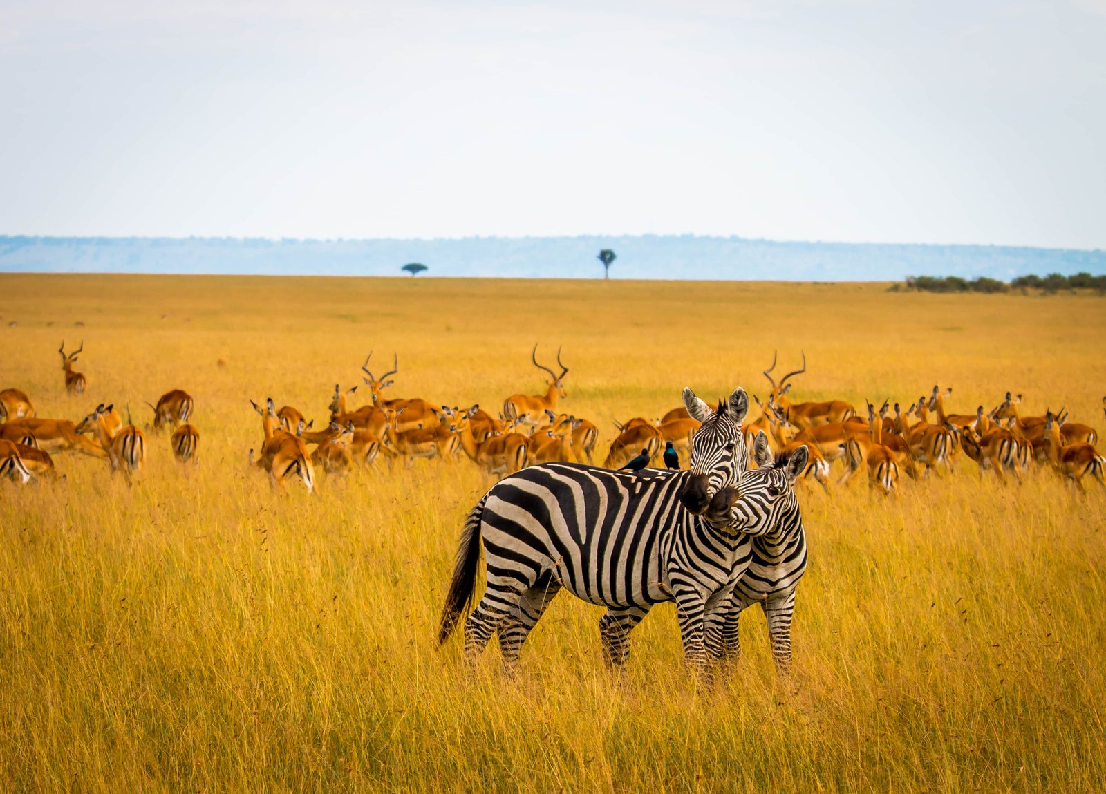 Best African Safari Experience