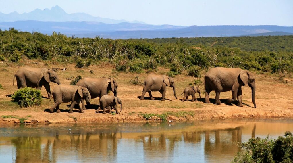 South Africa National Parks