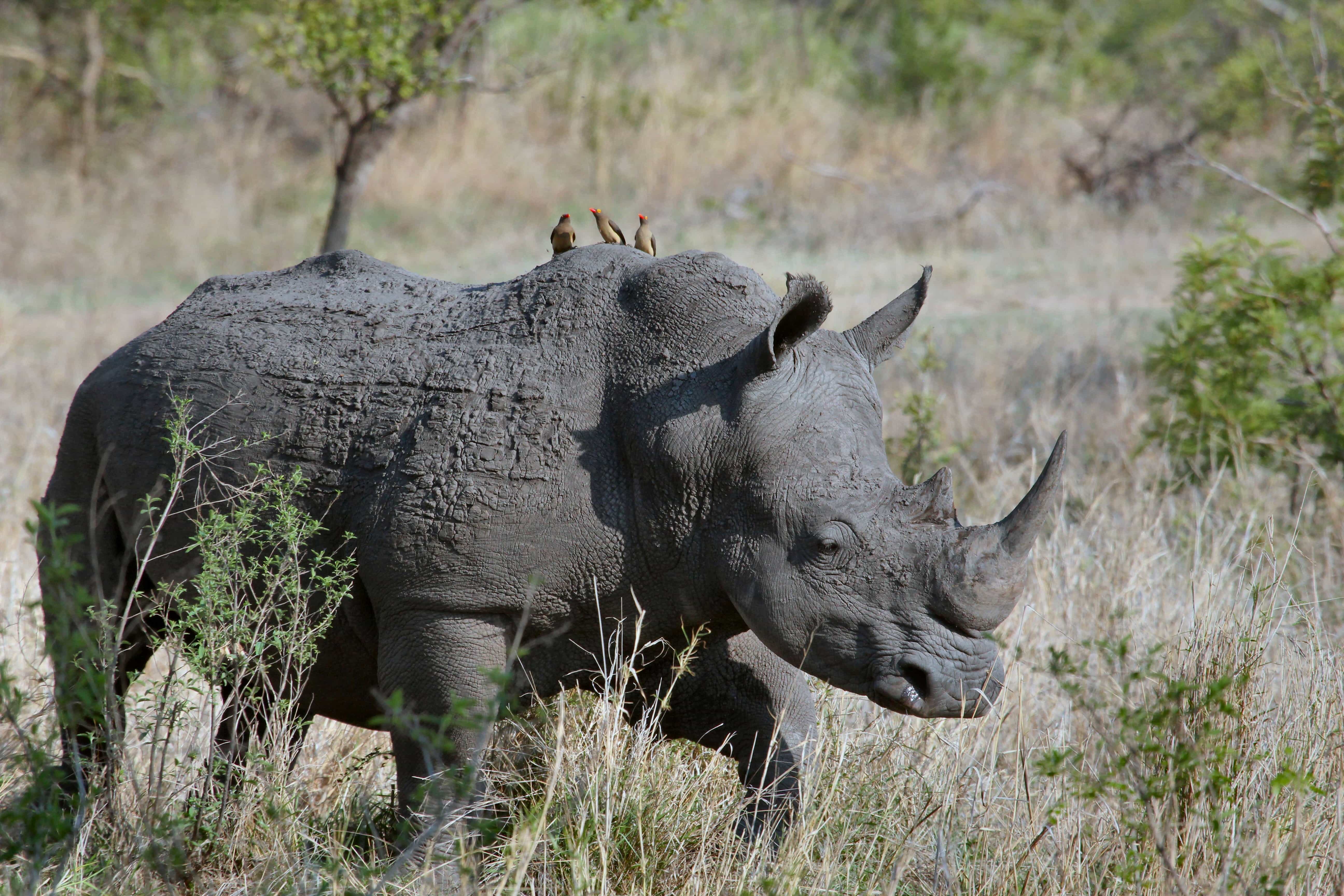 Rhino - Best National Parks in South Africa