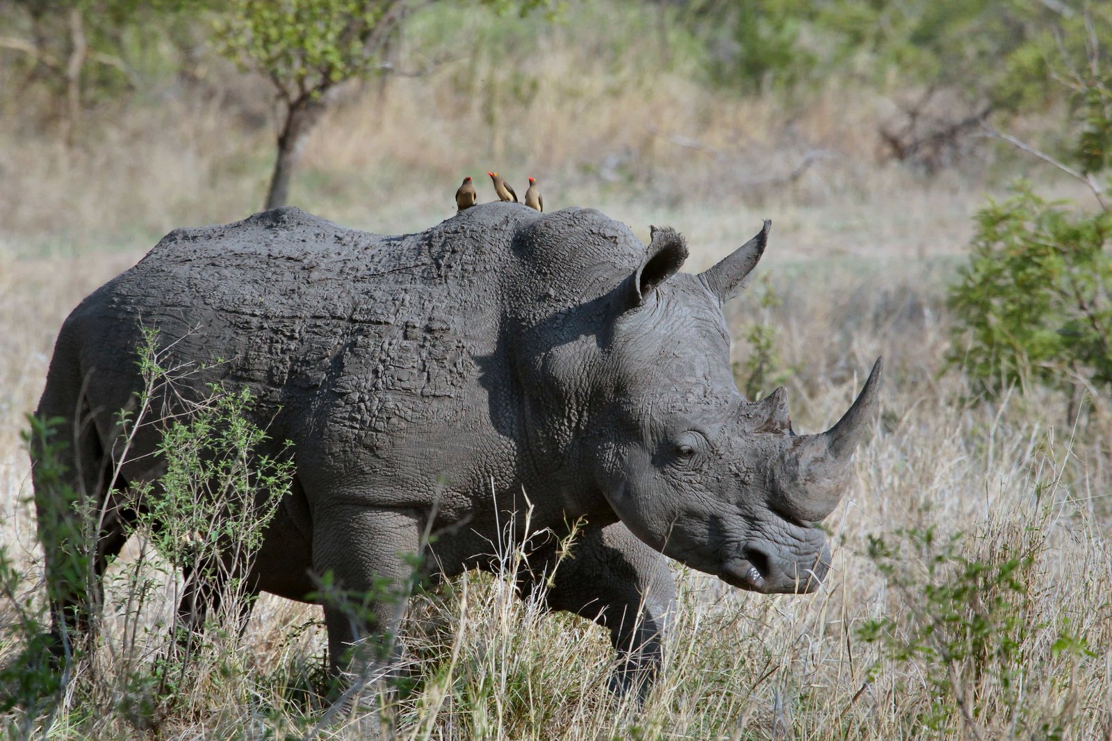 African Safari Experience