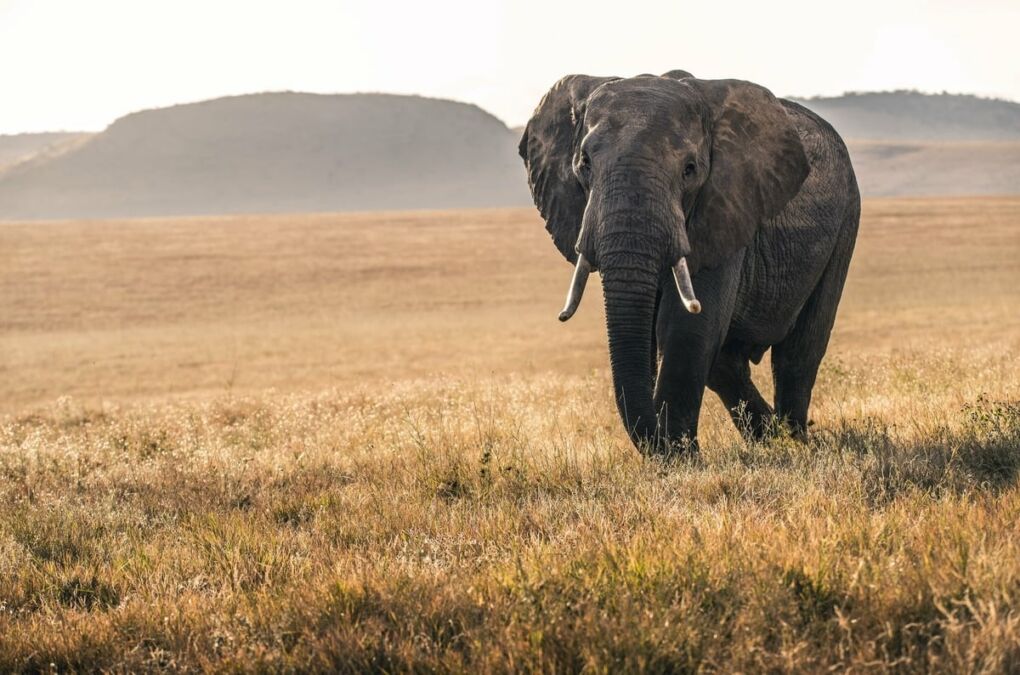 African elephant walking through National Park