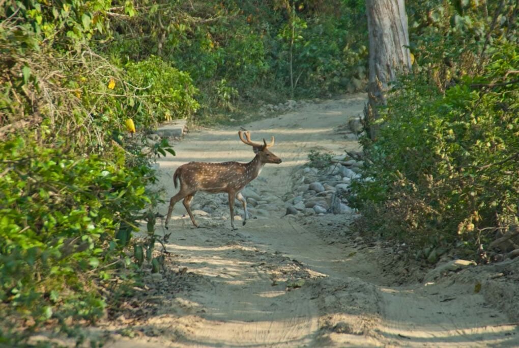 Safari in Asia