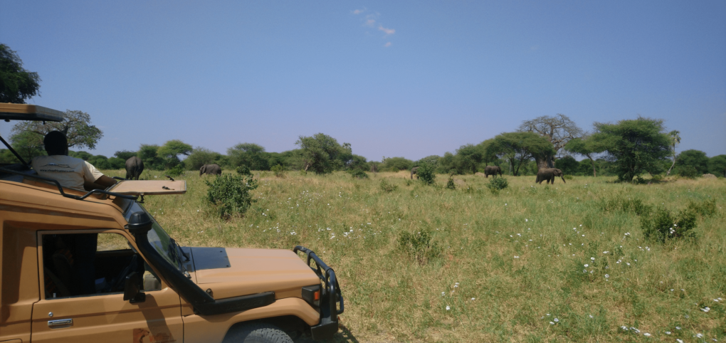 Best African Safari Experience