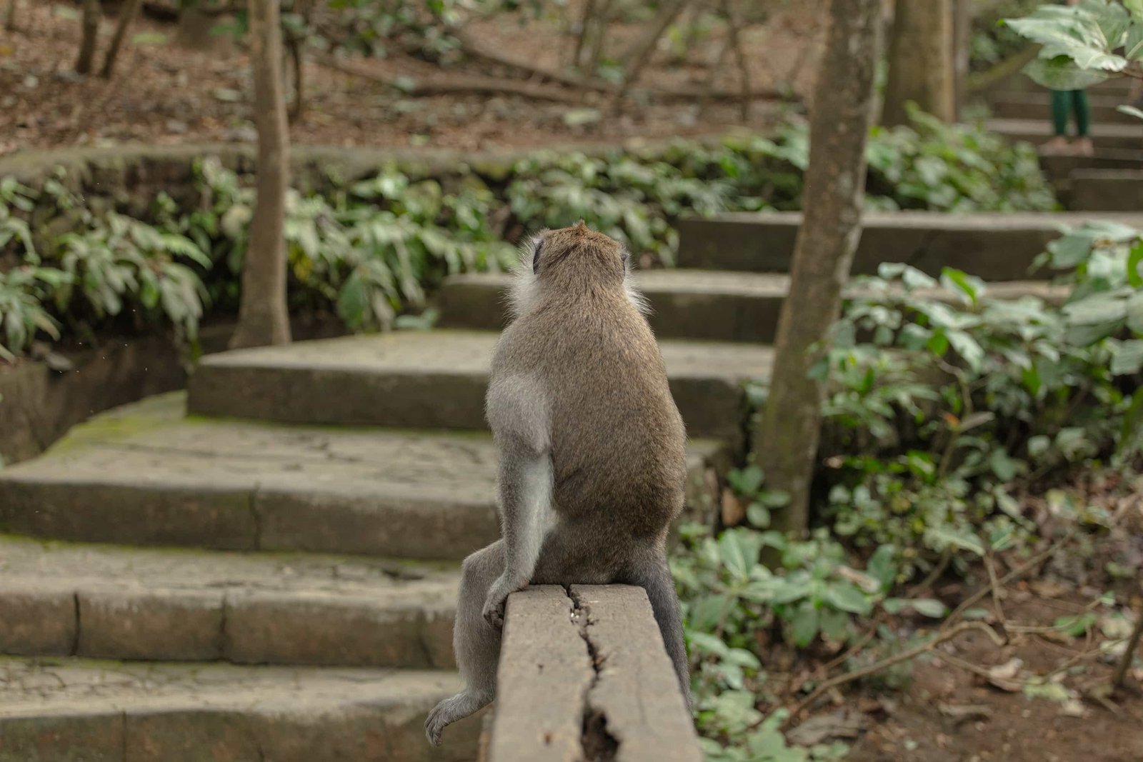 Ubud Monkey Forest