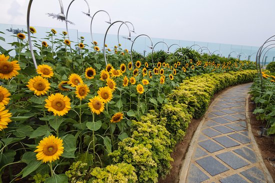 Sun Flower Garden Changi Airport