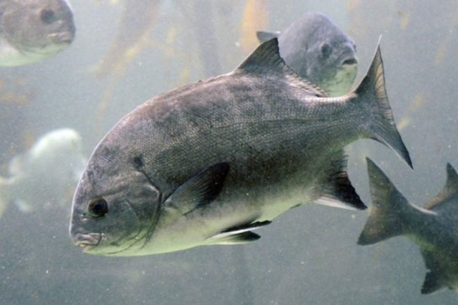 Galjoen: South Africa National Fish