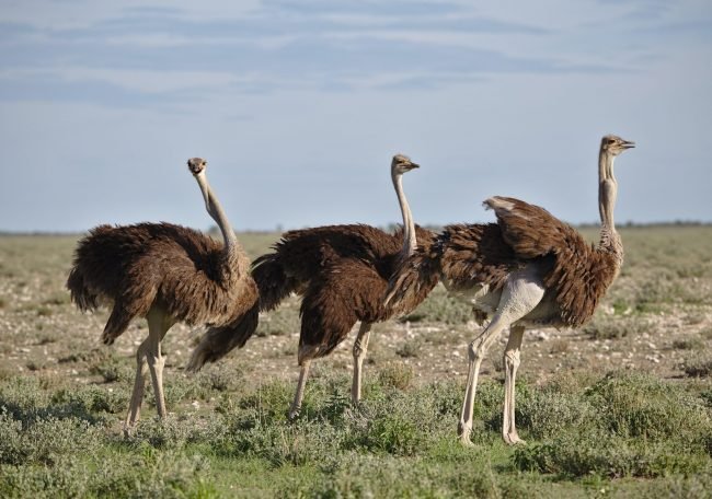 Ostrich Farm - EC