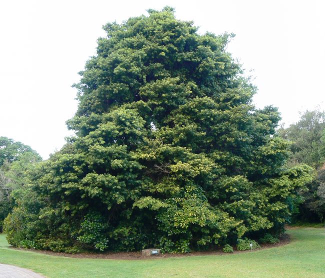 Real Yellowwood Tree