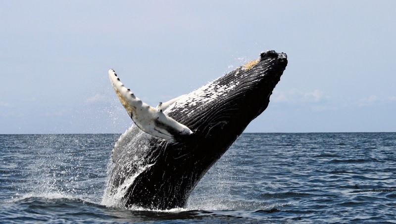Whale Watching in south Africa