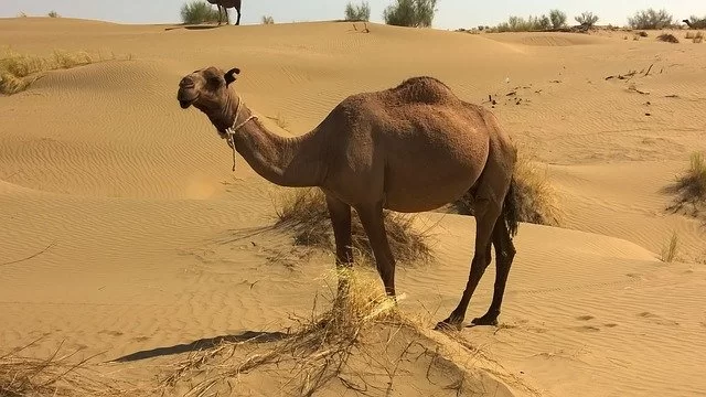 camel-900390_640