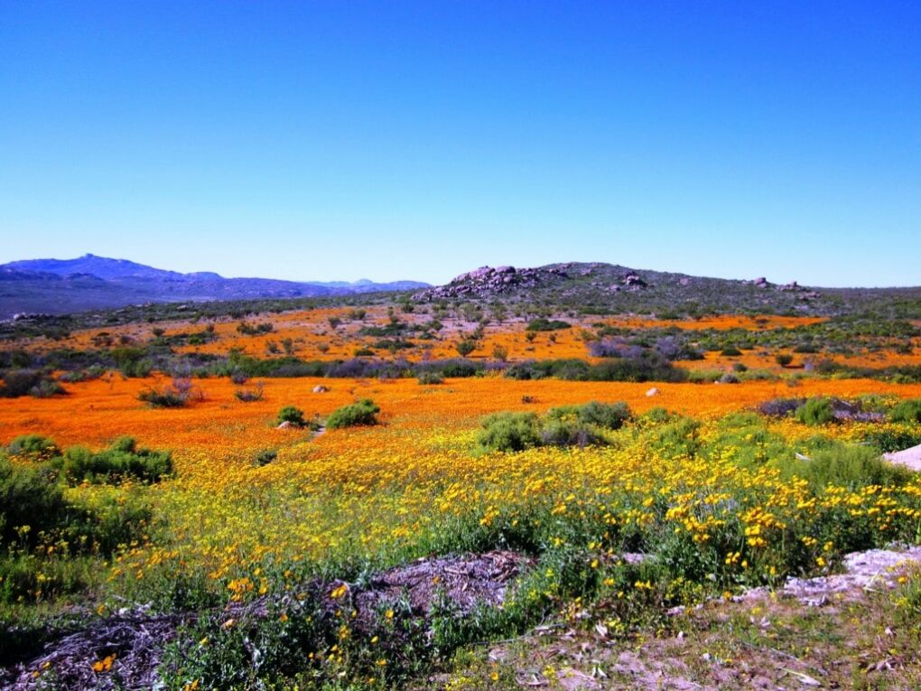 Namaqualand Flower Route 