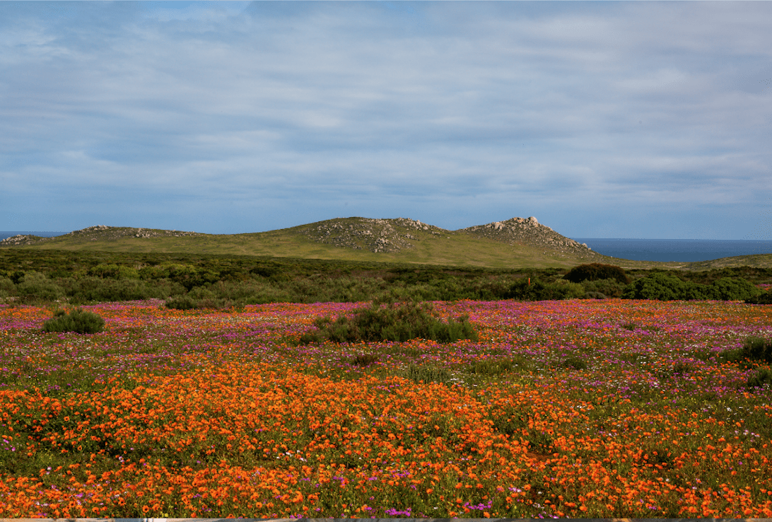 Postberg Nature Reserve