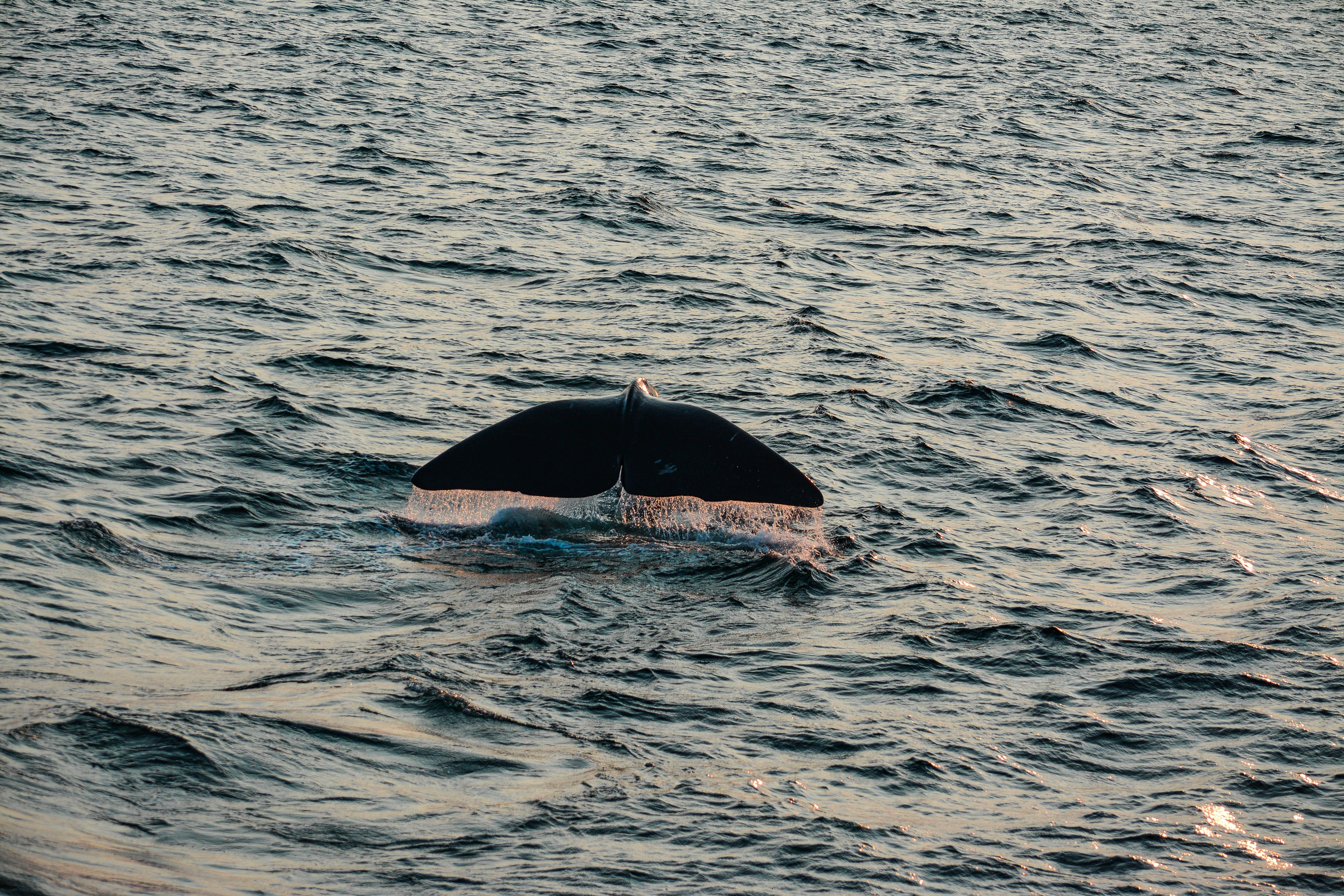 Whales West Coast