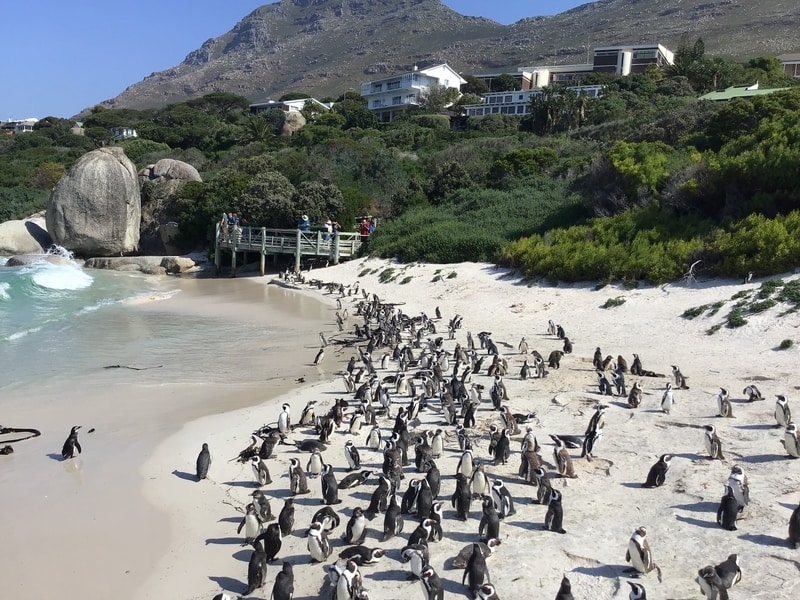 Boulders beach Penguins Cape Town South Africa