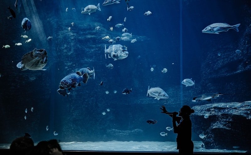 Two oceans Aquarium South Africa