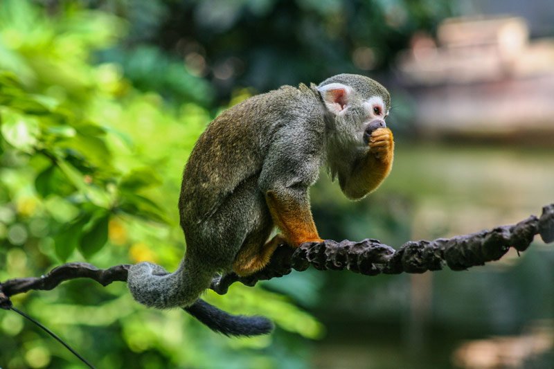 monkey at Monkey Land sanctuary