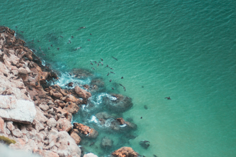 Swimming seals from above