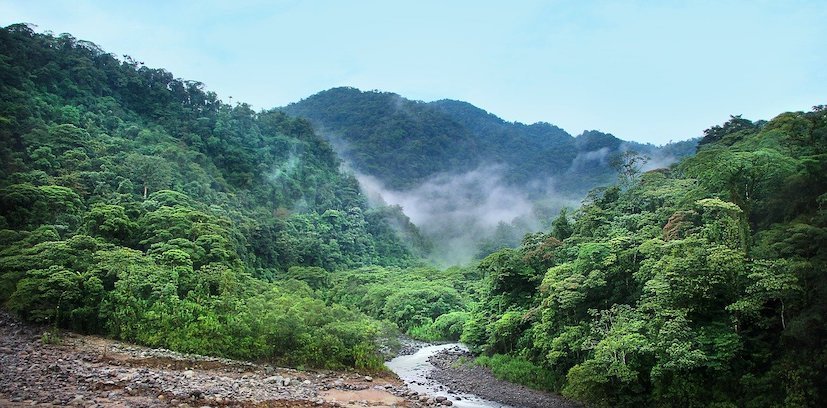 Costa Rica jungle