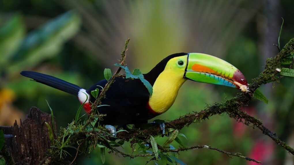 Costa Rica keel billed toucan