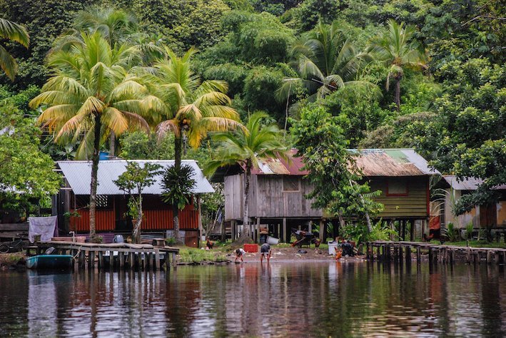 Tortuguero palm trees river