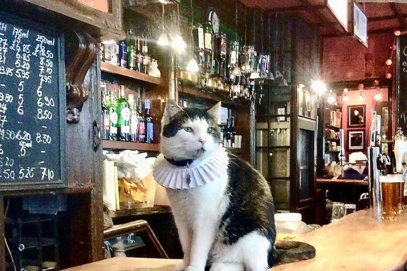 cat with collar at The Seven Stars pub