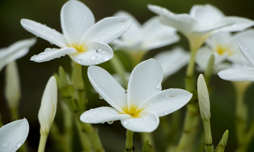 White flowers with yellow centers at the Biomuseo museum for biodiversity