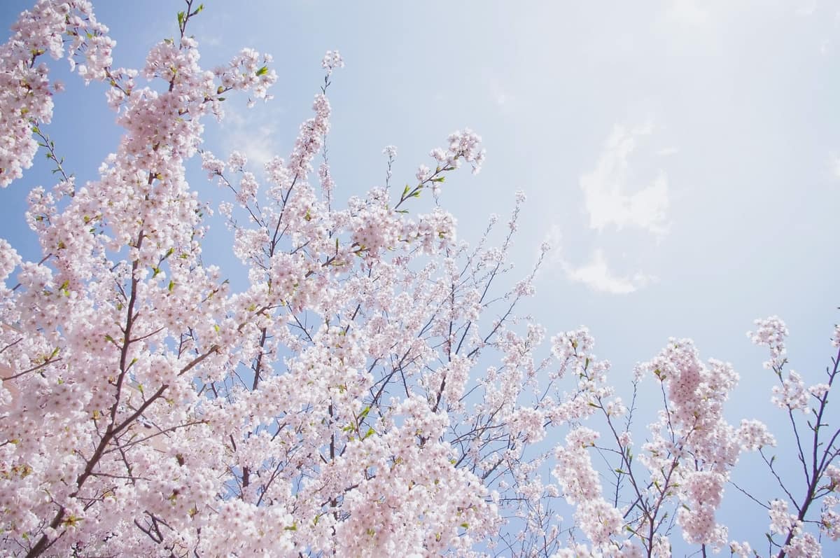 cherry-blossoms-against-the-sky-in-sapporo-japan