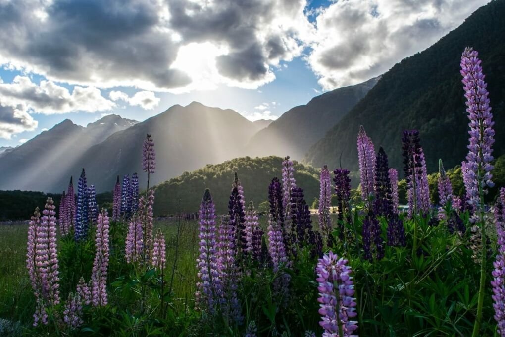 nice places to live in new zealand