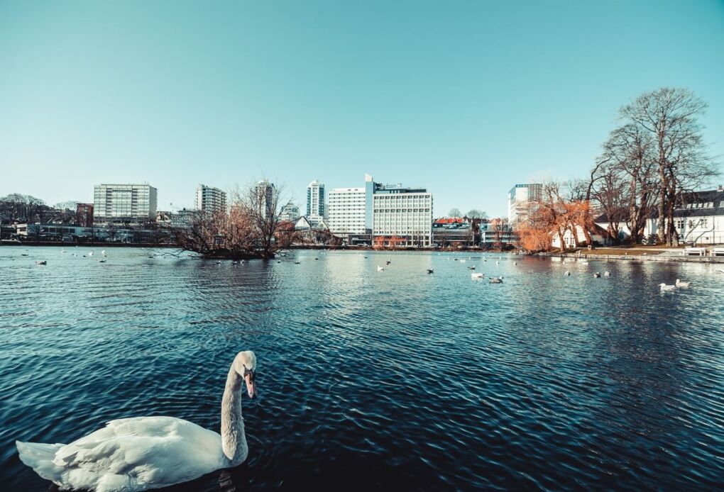 Swan on lake near city buildings in Stavanger City, Norway